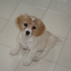 Meet your Posher, Toni